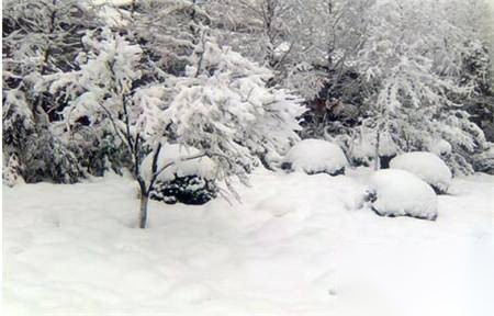 雪灾寒害历史图片