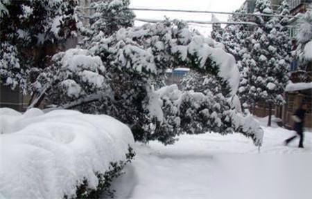 雪灾寒害历史图片