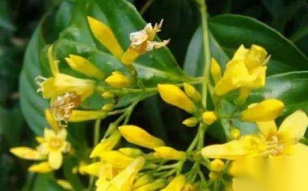 古代见血封喉的剧毒药物你都知道几种?历史图片