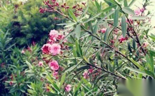 古代见血封喉的剧毒药物你都知道几种?历史图片