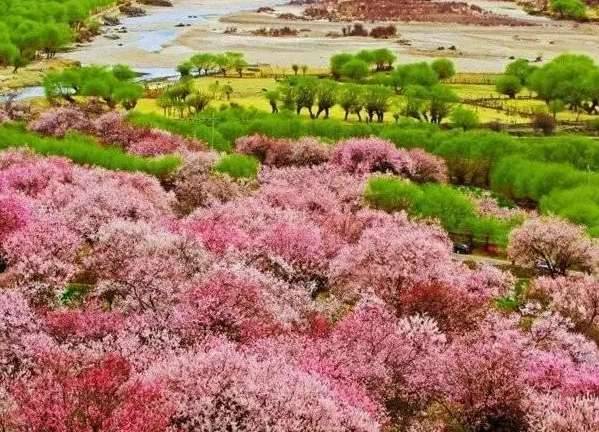 任昉的桃花米历史图片