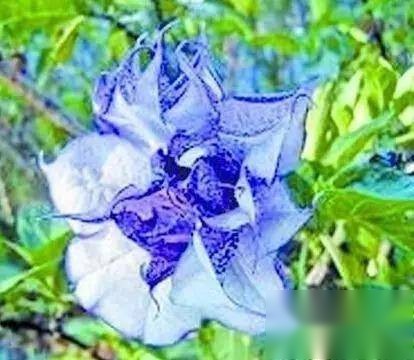 蛊术历史图片