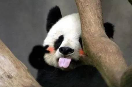 大熊猫历史图片