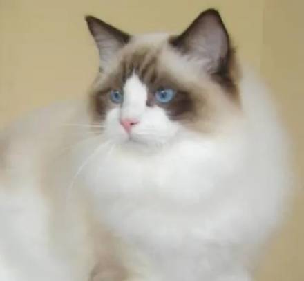 体型最大的猫是什么？体积有多大？_趣历史网历史图片