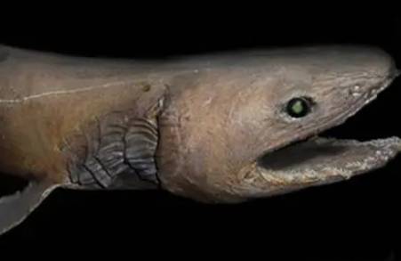 海洋生物历史图片