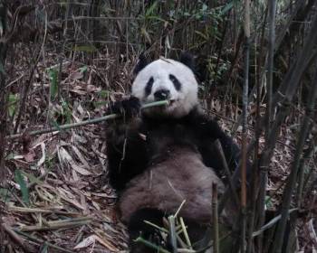 大熊猫历史图片