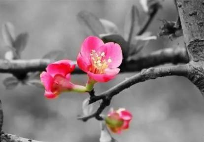 一剪梅历史图片