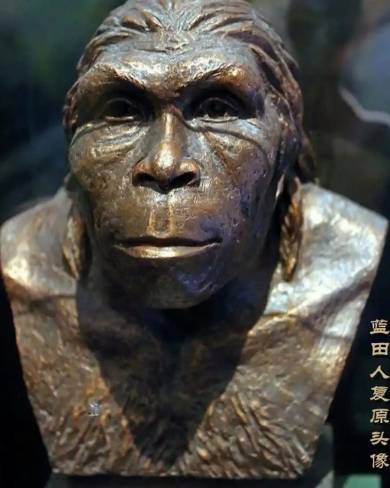 蓝田猿人历史图片
